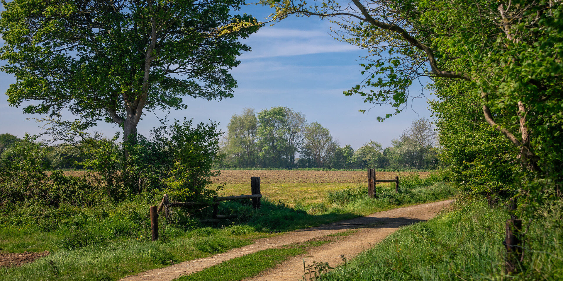 A dirt road surrounded by lush green nature 