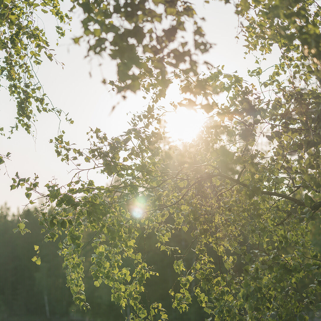 Close up of a tree with the sun shining through the leaves