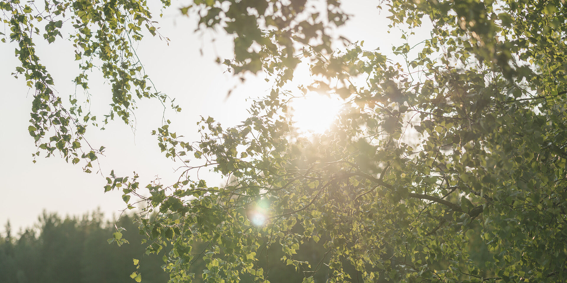 Close up of a birch tree with the sun shining through the leaves