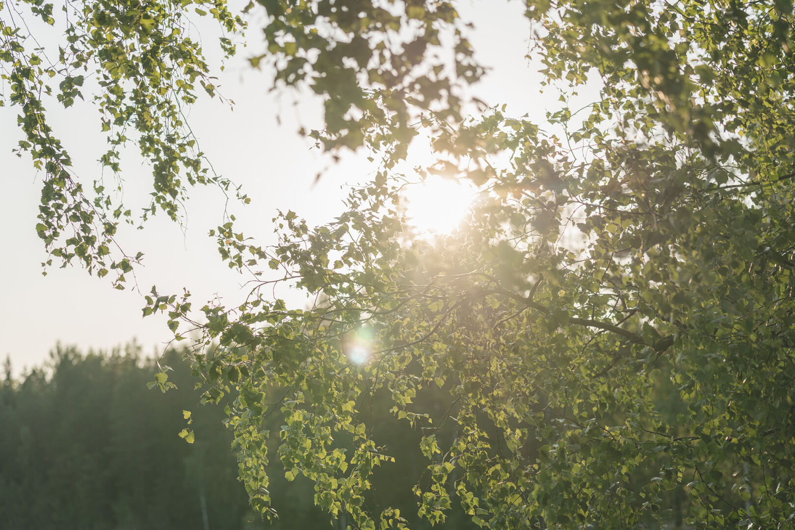 aurinko paistamassa koivun lehtien lävitse