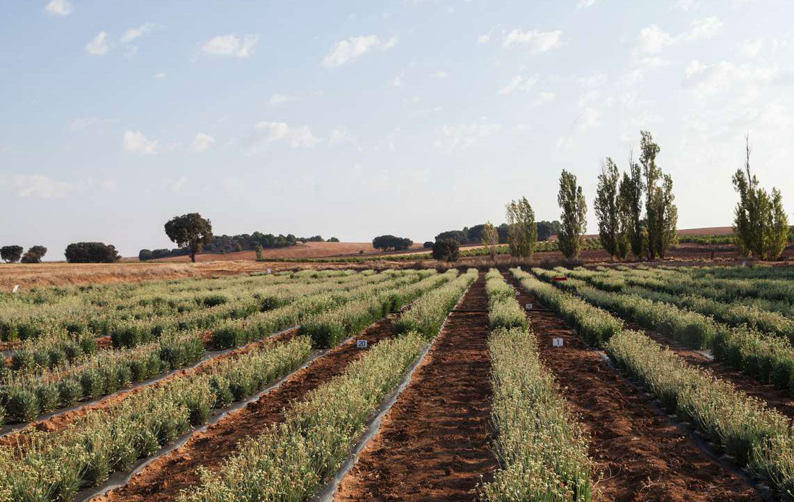 Guayule testiplantaasi