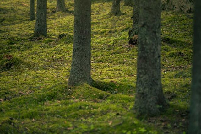 LEVITOI-hanke tuottaa tutkimustietoa maastoa vahingoittamattomien renkaiden mahdollistamiseksi